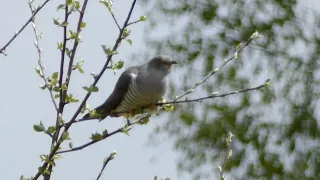 Обыкновенная кукушка - Cuculus canorus - Common cuckoo