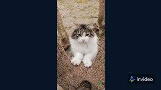 So Cute Cats ~Best Funny Cat Video