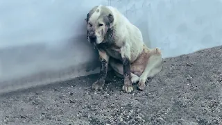 Heartbroken over the homeless dog with one cheek destroyed.