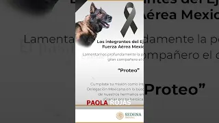 🐕 Proteo, el perrito rescatista que murió en Turquía, regresó a México.