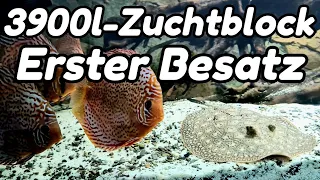 3900l-Zuchtblock - Fische einsetzen | Diskus und Rochen