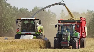 Whole Crop Silage | Claas Jaguar 940 + Direct Disc 610 | Geresteijn | 2019