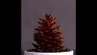 How Pine Trees Reproduce?