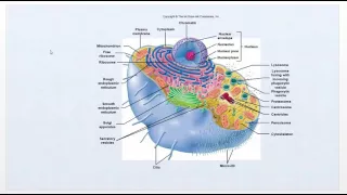 Pathophysiology - Intro Video   Cell function review - Ch1