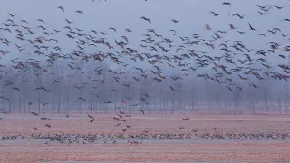 Lisasta guska (Anser albifrons), Greater white-fronted goose - jato gusaka u polju, jezero Dubrava