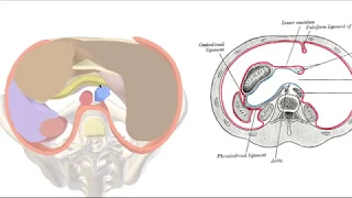 Peritoneum 3D - the Lesser Sac