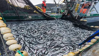 Amazing This is How Catch Hundreds Tons Tuna - Fishermen Net Fishing Big Catching on The Sea