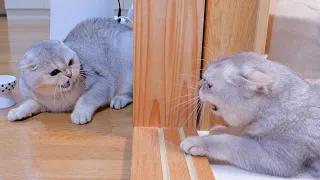 The kitten brothers' reunion after a long time didn't go well.