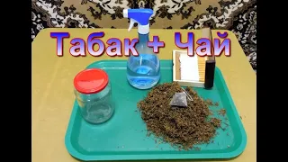 Табаководство: Табак + Чай , Ароматизация.