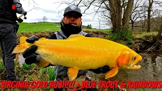 Virginia Gold Rush!!! + Bonus Blue Trout & Rainbows