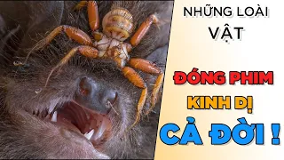 (P) Những con thú sống trong phim KINH DỊ CẢ ĐỜI [AnimalNe] [Dưa Leo DBTT]