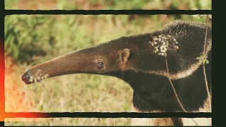 El oso hormiguero