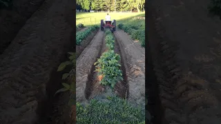 Hilling potatoes with 8N Ford Tractor