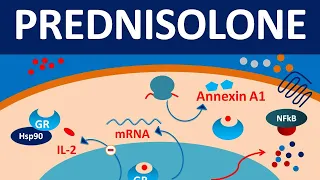 Prednisolone - Mechanism, side effects, precautions & uses