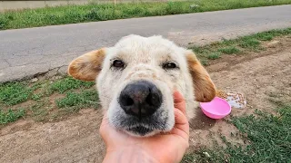 Heartbroken Absndoned Dog is So Happy when Someone Came Along