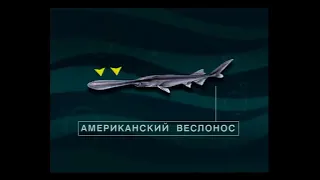 Какие виды из отряда Осетрообразные (Acipenseriformes) являются популярными объектами аквакультуры ?