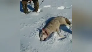 Фоткались с убитым волком, а он ожил и напал!