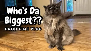 Biggest Kitty | Catio Chat Vlog #pets #animals #cats #catvideo