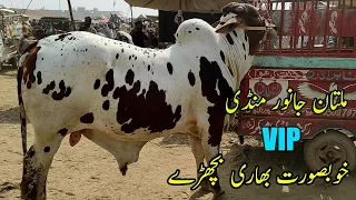 Multan Cow Mandi VIP Khobsorat Bachry Heavy Bulls | SS Tv |