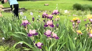 My 2024 Visit to the Presby Iris Garden (5/23/24)