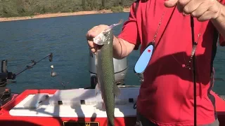 Shasta Lake Trout Fishing