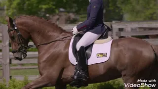 it's gonna be ok [Equestrian video music]