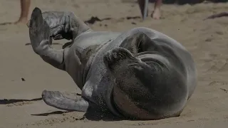 Monkseals R404 and S06 at Honokowai Point & Stream