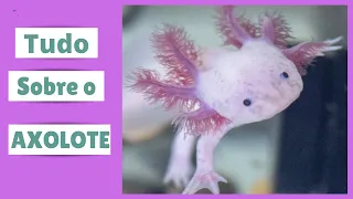 AXOLOTE - Tudo sobre esse lindo animal aquático - Características e cuidados