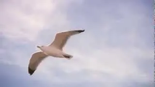 Seagull flying