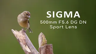 Review | Sigma 500mm F5.6 DG DN OS | Sport lens