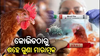 H5N1 Bird flu: Scientists warn of outbreak, says it could be 100 times worse than COVID || KalingaTV