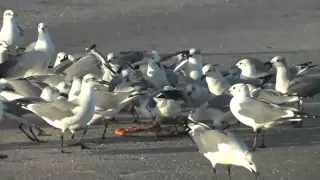 Seagulls Eat a Whole Pizza at The Beach