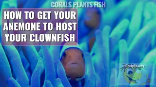 How to get your Anemone to host your Clownfish, Clownfish Hosting Video Series Episode 1