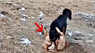 Tibetan mastiff destroys a wolf!!!