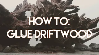 Minute Mentions: How to Glue Aquarium Driftwood