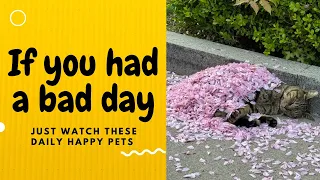 If you had a bad day, just watch these daily happy pets | Day 40