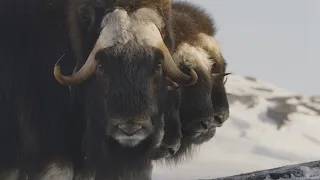 Le boeuf musqué à la conquête du Nunavik | La semaine verte