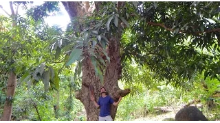 Did you know mango trees got this big???