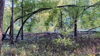 Scary, Or Magnificent? Howls, Vocals and Sounds In The Forest at Night