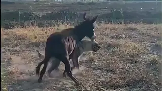 Hyena messed with a wrong donkey and learned a great lesson