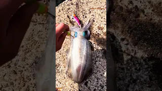 GENTLY!! Killing A Squid 🦑 - How do Squids Move Around #calamari #squidfish #short #viral #squidfry