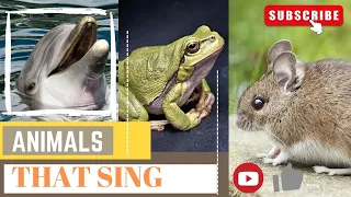 10 animals that sing