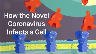 How the Novel Coronavirus Infects a Cell: Science, Simplified