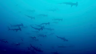 Teaser - Malpelo The Island of the Hammerhead Sharks