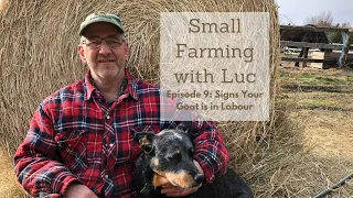 Signs Your Goat is in Labour | Small Farming With Luc
