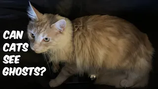 Can cats see ghosts? Is our house haunted!?