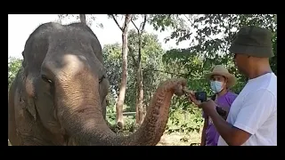 KOH SAMUI ELEPHANT SANCTUARY THAILAND 15/08/22