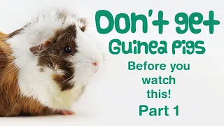10 Things You Need to Know BEFORE GETTING GUINEA PIGS - Part 1 | BEGINNERS GUIDE | Guinea Pig Care