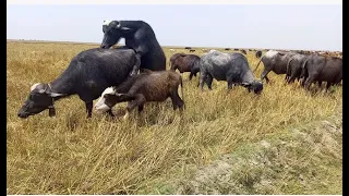 Herd of Buffaloes Mating video|Buffalo crossing by Murrha|Animals mating video | karori vlog