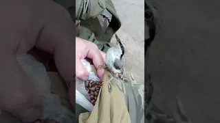 Показал поползню где лежат орехи / I showed the nuthatch where the nuts were